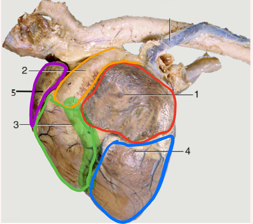 <p>Auricular surface</p>