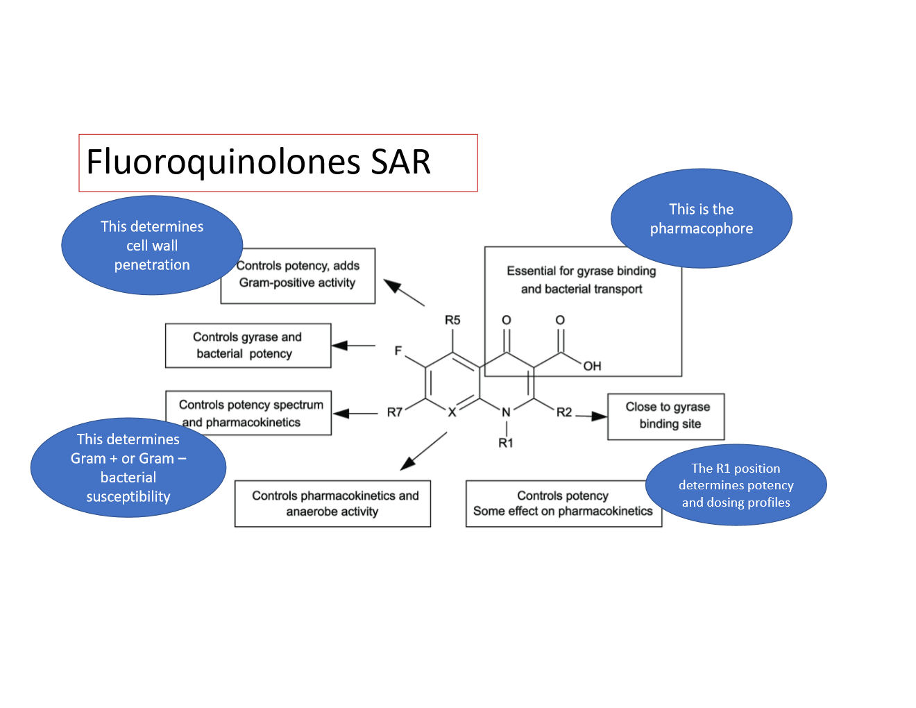 <ul><li><p>R1—&gt; determines potency and dosing profile</p></li><li><p>R5—&gt; determines cell wall penetration</p></li><li><p>R7—&gt; determines G+ or G- bacterial susceptibility</p></li><li><p>C8—&gt; controls ANAEROBE activity and some PK</p></li></ul><p></p>