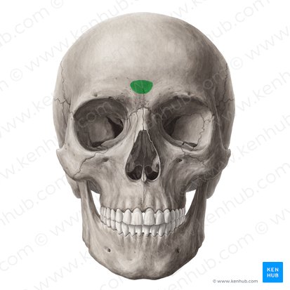 <p>Which bone landmark of the skull is the front bump between the eyebrows?</p>