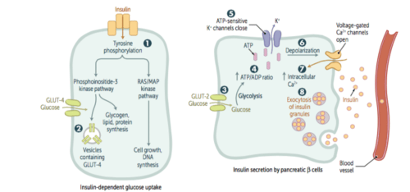 <p>depolarization of the cell membrane triggers release of the vesicle contents (mature insulin and C-peptides) by exocytosis into a blood vessel</p>