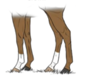 <p>What leg marking is this?</p>