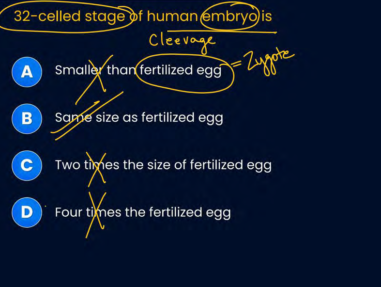 <p>false</p><p>32 celled stage is same size as fertilised egg</p>