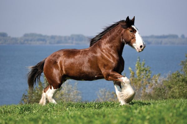 <p>draft breed, hairy fetlocks, Budweiser commercial</p>