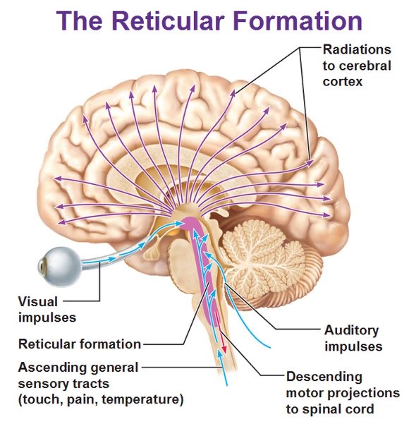 <p>Reticular formation</p>
