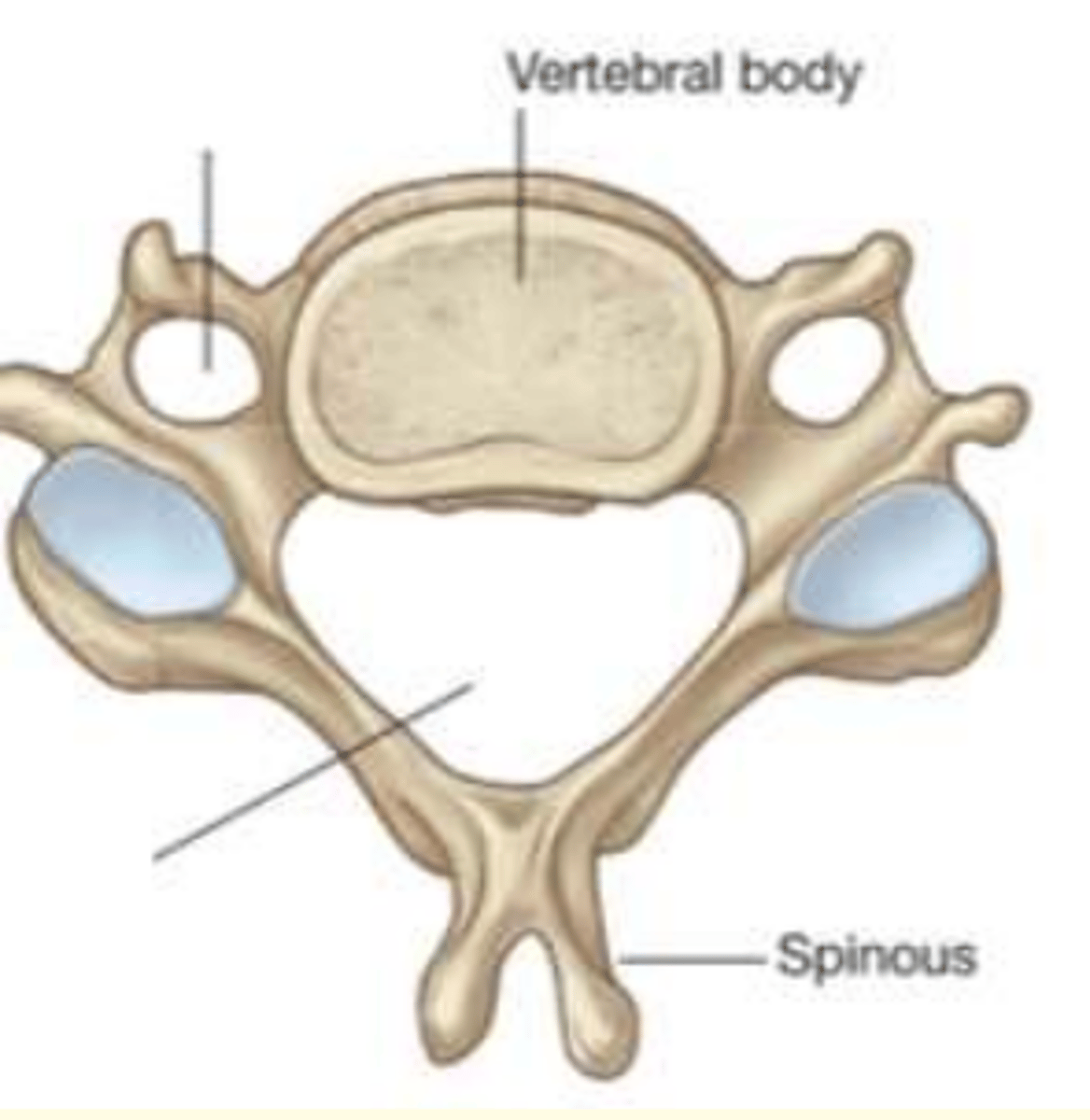 <p>Cervical </p><p>- Small body</p><p>- One vertebral and two transverse foramina</p><p>- Triangular vertebral foramina </p>