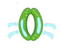 <p>Accumulate solutes in their vacuoles which lowers the water potential. Water moves in by osmosis. The guard cells swell up which changes their shape - opening the stomata.</p>