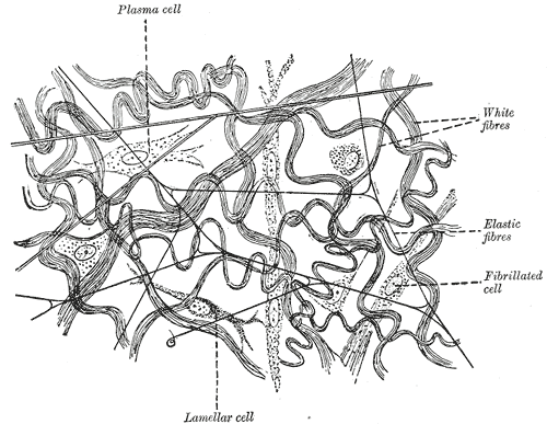 elastic fibers