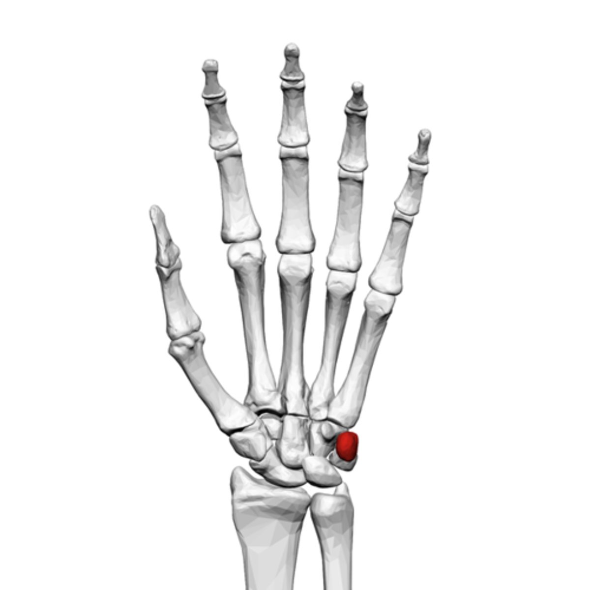 <p>What is the term of the bones highlighted in red?</p>