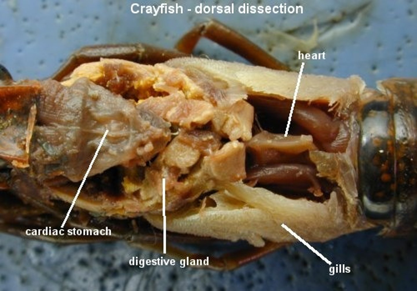 <p>Phylum Arthropoda<br>Sub-Class Crustacea<br>heart, digestive gland</p>