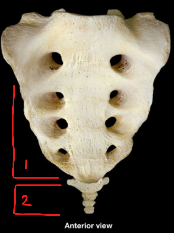 <p>what structure is 2</p>