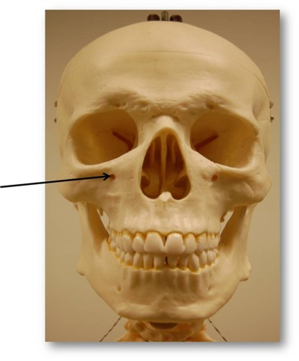 <p>Maxilla - below orbit</p>