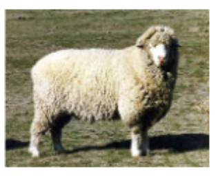 <p>Named after forest near dubois, designed ¾ fine fleece, ¼ long wool</p>