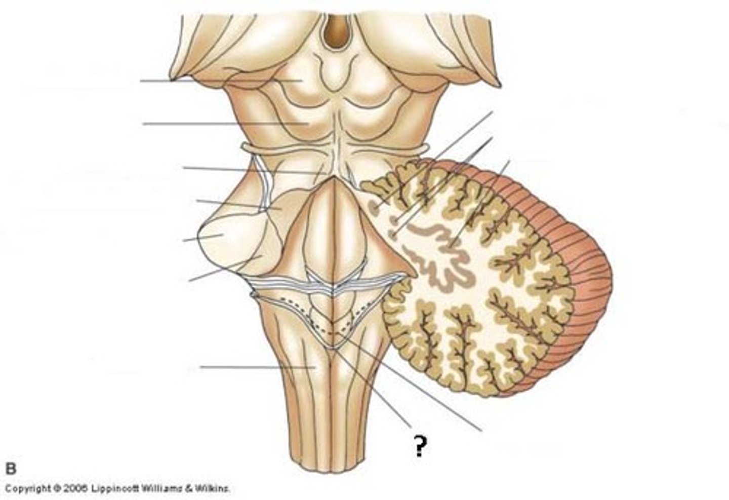 <p>obex</p>