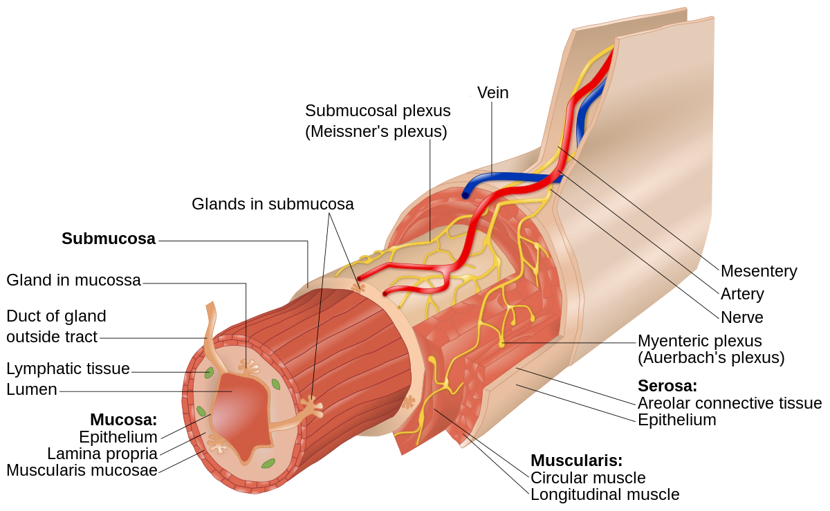 <p>the outermost layer of the small intestine, reinforced by fibrous connective tissue</p>