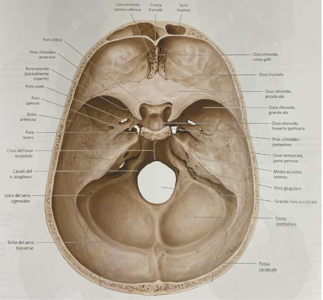 <p>Parte Anteriore:</p><ul><li><p>Osso Frontale</p></li><li><p>Osso Etmoide:</p><ul><li><p>Lamina orizzontale → si inserisce nell’incisura etmoidale tra le superfici orbitarie del frontale</p></li><li><p>Partecipa alla formazione delle pareti delle cavità nasali</p></li></ul></li></ul><p>Parte Intermedia:</p><ul><li><p>Osso Sfenoide: centrale</p></li><li><p>Ossa Temporali: lateralmente</p></li></ul><p>Parte Posteriore:</p><ul><li><p>Osso Occipitale</p></li></ul><p></p>
