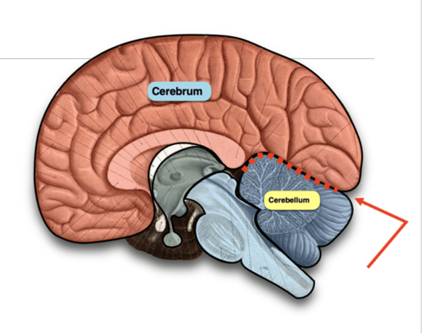 <p>Separates the cerebrum from the cerebellum.</p>