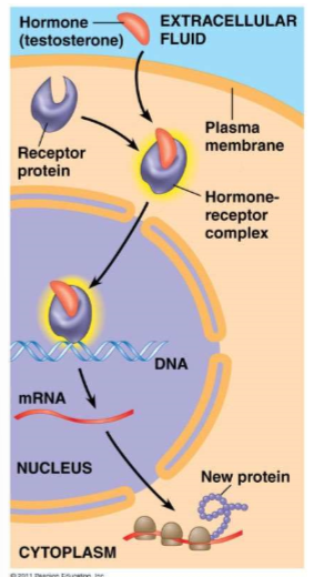 <ul><li><p>A steroid hormone is <u>LIPID-SOLUBLE</u> and can easily diffuse through the membrane. Only target cells will have the appropriate <u>intracellular receptor</u> - so this is still a very specific signal!</p></li><li><p>When a steroid hormone attaches to the <u>intracellular receptor,</u> the <u>complex travels to the nucleus and attaches to specific sequences on DNA.</u></p></li><li><p><u>This, in turn activates the gene that needs to be transcribed and translated directly!</u></p></li><li><p>This is one of the many ways in which gene expression is regulated!</p></li></ul><p></p>