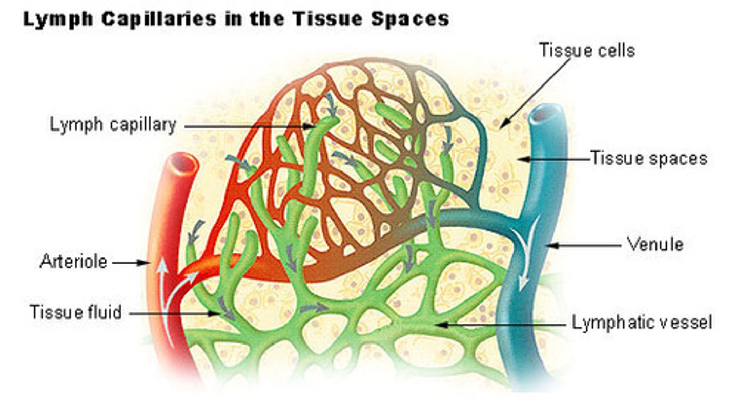 <p>-close ended tubes interspersed around blood capillary beds and they recieve fluid from interstitial fluid in CT</p><p>-highly variable and permeable</p><p>-overlapping endothelial cells act as one-way valves. If the capillaries are only getting a little bit of fluid leaving vessels and entering interstitial fluid, then the valves will close up and not allow as much fluid in.</p>