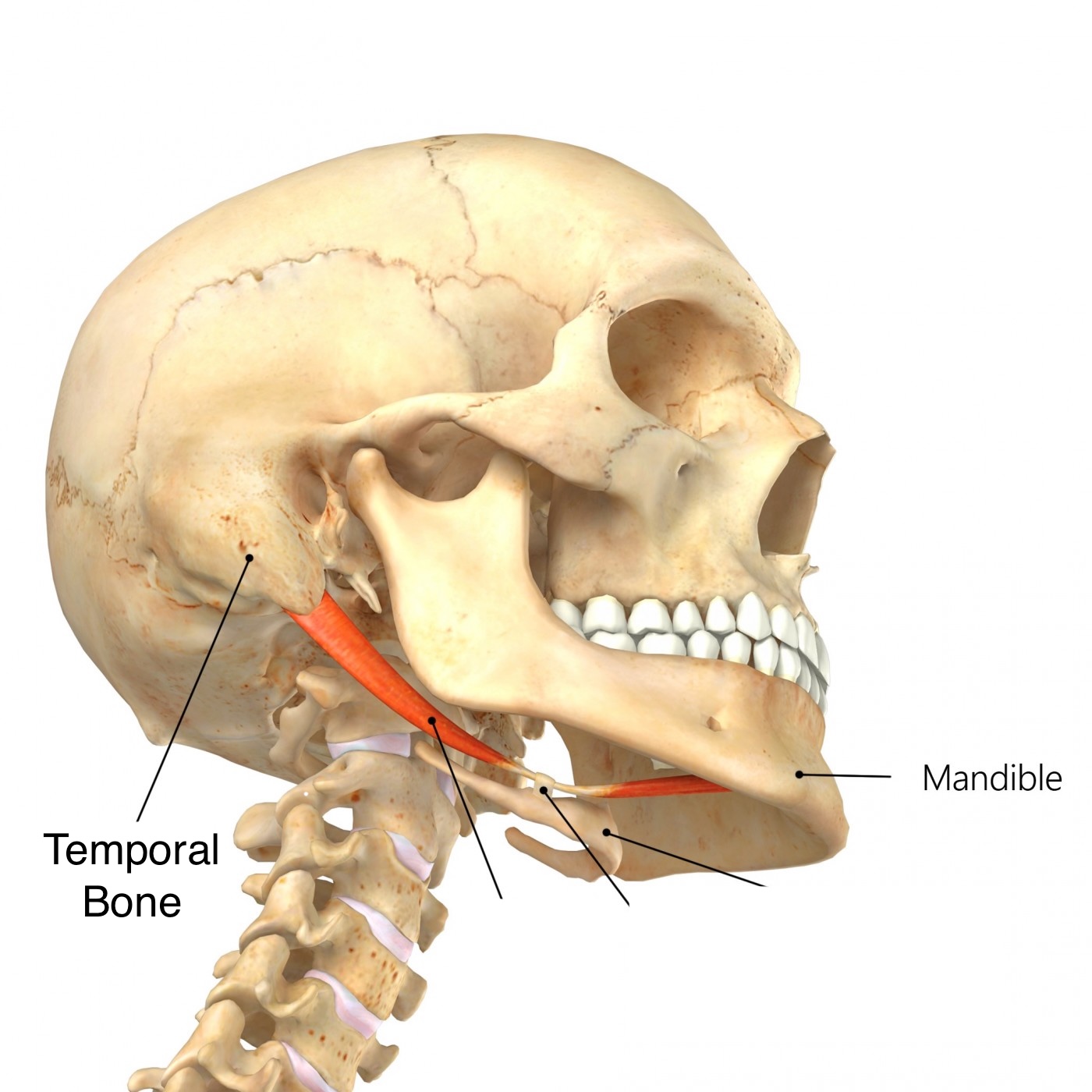 <ul><li><p>Anterior belly: mandible (inner aspect of body near midline)</p></li><li><p>Posterior belly: temporal bone (mastoid process)</p></li></ul><p></p>