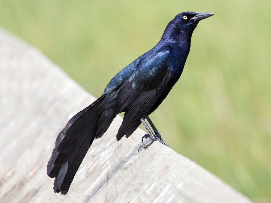 Passeriformes - Icteridae - Quiscalus mexicanus
