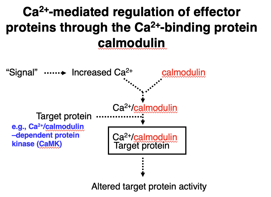 <p>1. A signal triggers an increase in Ca²⁺ concentration.</p><p class="p1">2. Ca²⁺ binds to calmodulin, activating it.</p><p class="p1">3. Ca²⁺/calmodulin complex interacts with target proteins (e.g., Ca²⁺/calmodulin-dependent protein kinase, CaMK).</p><p class="p1">4. This interaction alters the target protein’s activity, leading to downstream effects.</p>