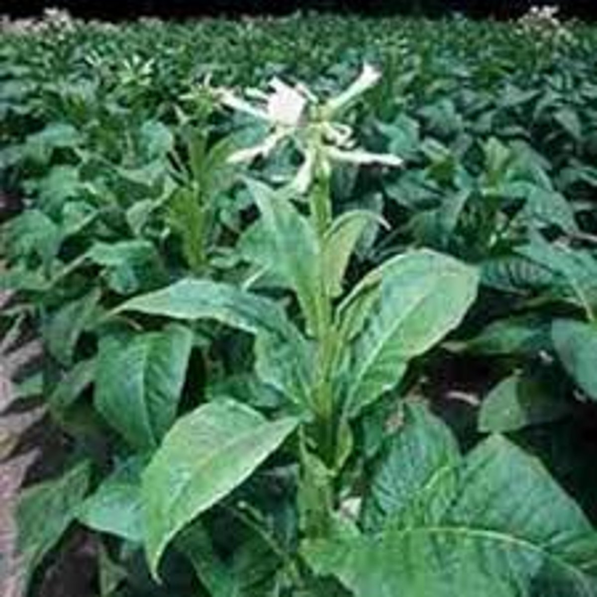 <p>tobacco</p>