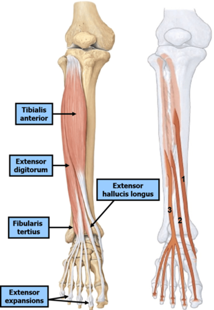 <p>Deep fibular and dorsiflexion</p>