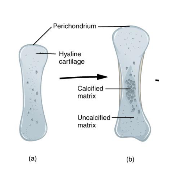 <p>Chondrocyte Hypertrophy</p><p>Calcification</p><ul><li><p>Nutrient Impermeability</p></li></ul><p>Chondrocyte Death</p><ul><li><p>Lacuna (cavities left behind)</p></li></ul><p>Perichondrium Response</p><ul><li><p>Forms Periosteum</p></li><li><p>Osteoblasts Form</p></li></ul><p></p>