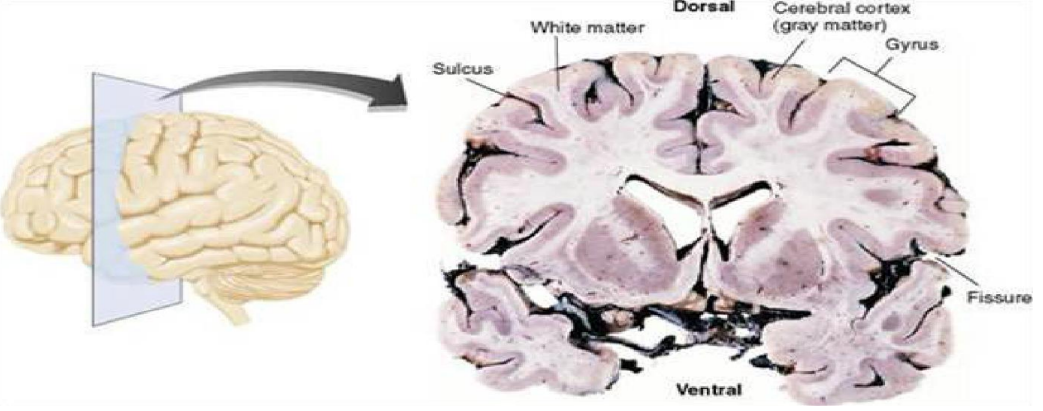 <p>The sulcus is the space between thegyrus</p><p>The connections if the brain is the white atter, so lesiosn there case much more damage.</p><p>with bigger brains there are more folds to fit more volume </p>