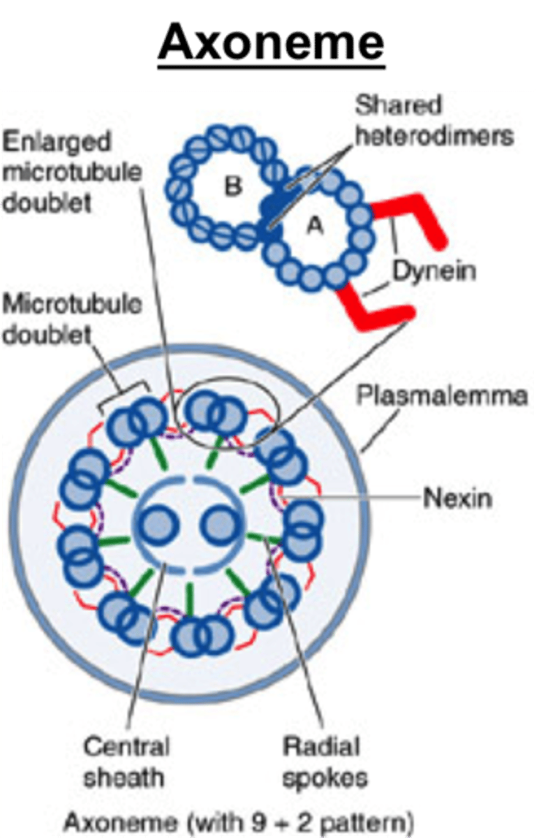 <p>What structures do microtubules form in cilia and flagella?</p>