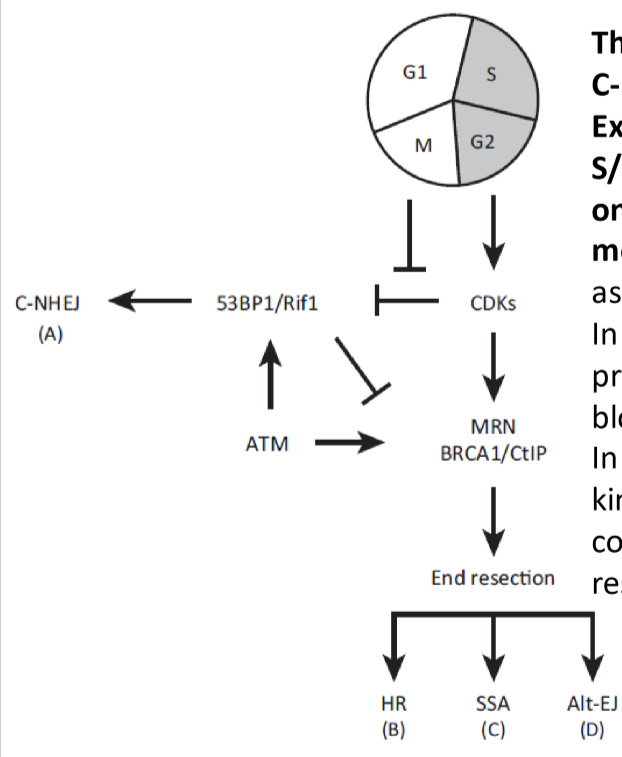 <p>cell cycle controls</p><ul><li><p>end resection is stimulated by CDK activity, which mediates phosphorylation of substrates</p></li></ul><p></p>