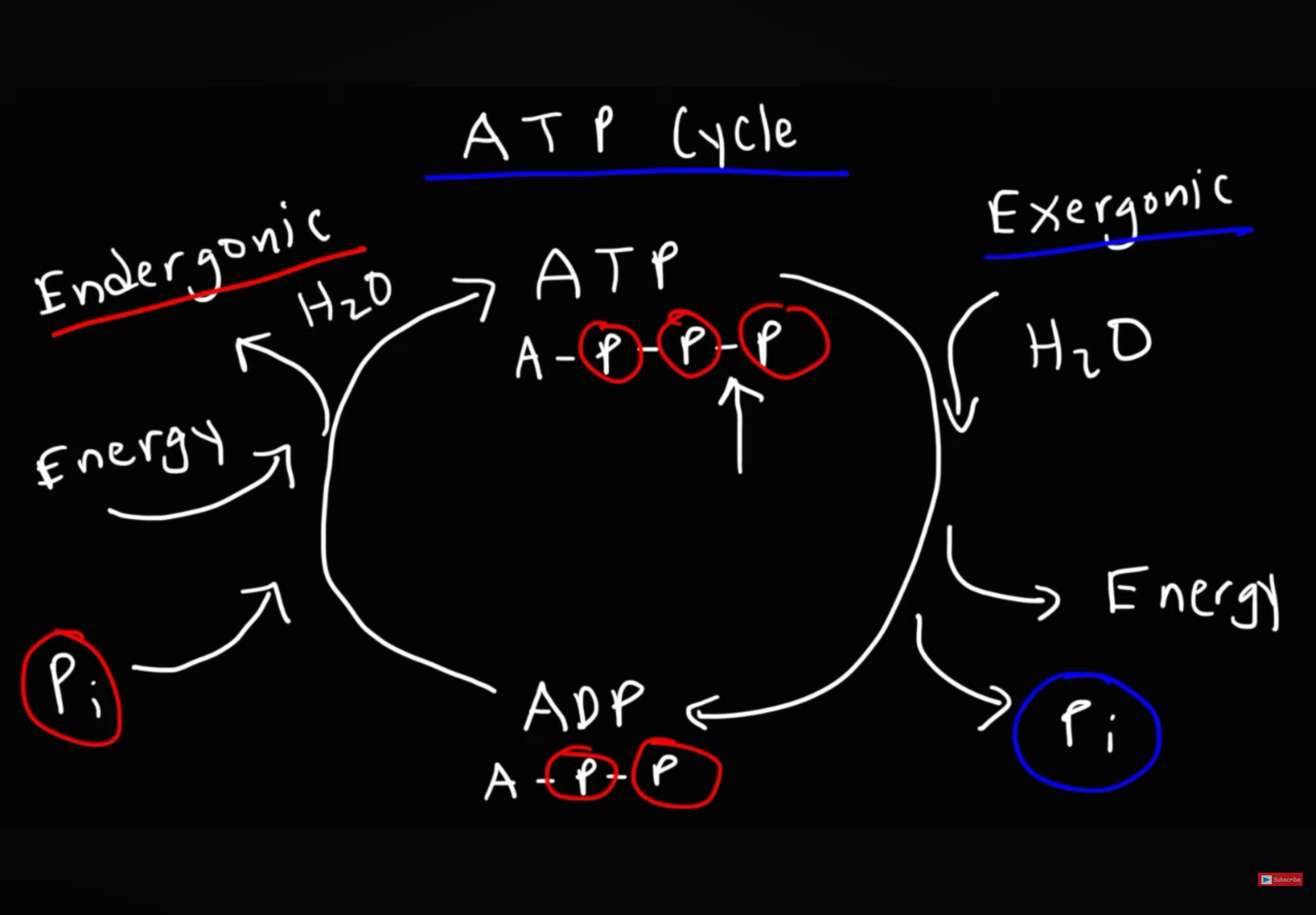 <p>ADP—&gt; ATP</p><p>.For immediate energy ADP ( containing 2 phosphate groups ) coverts into ATP (containing 3 phosphate groups)</p><p>.Condensation/ phosphorylation reaction</p><p>.Uses a inorganic phosphate ion</p><p>.Produces ATP and water</p><p>. +30.6 (KJmol-1 ) energy required</p><p>.Endergonic reaction</p><p>.ATP synthetase catalyses formation of ATP</p><p></p><p>ATP—&gt;ADP</p><p>.Hydrolysis reaction</p><p>.Uses water</p><p>.Produces ADP and a inorganic phosphate ion</p><p>. -30.6m (KJmol-1) energy released </p><p>.Exergonic reaction</p><p>.ATPase catalyses formation of ADP</p><p></p><p></p><p></p>
