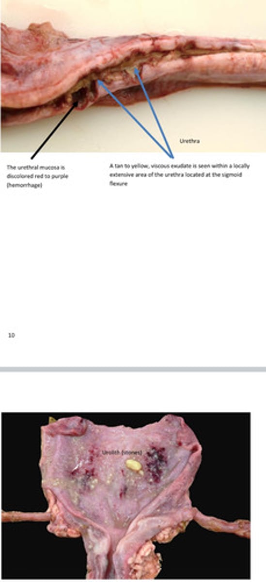 <p>Describe lesions of bladder and urethra</p>