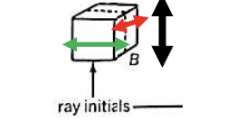 <p><span>slightly elongated to nearly isodiametric.</span></p>