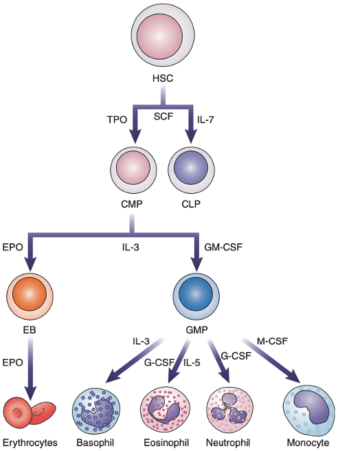 <p>•	Interleukin–3 (IL–3)</p><p>•	Erythropoietin (EPO)</p><p>•	Granulocytes (G–CSF)</p><p>•	Macrophage (M–CSF)</p><p>•	Granulocyte–Macrophages (GM–CSF)</p>