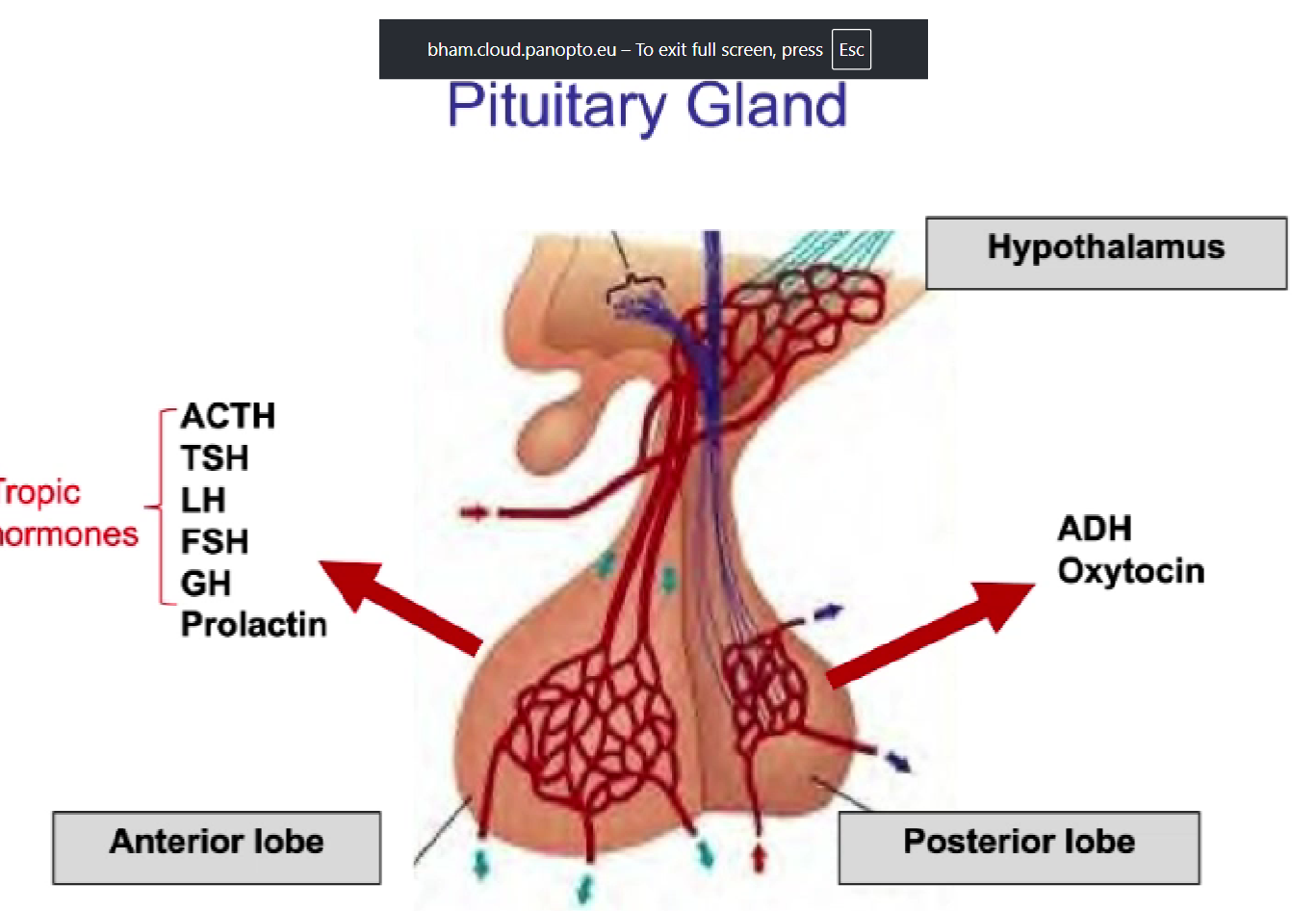 <p>Anterior + posterior</p><p>Anterior = pituitary hormones regulated by secreted hypothalamic factors</p><ul><li><p>capable of making and storing its own hormones</p></li></ul><p>Posterior = pituitary hormones synthesised in hypothalamus and transported via neuronal projections</p><ul><li><p>Structurally continuous with the hypothalamus of the brain, to which it remains attached by the hypophyseal/pituitary stalk</p></li><li><p>cannot make its own hormones, stores hormones made in the hypothalamus</p></li></ul><p></p>