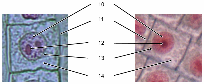 <p>Identify the structures labelled 10-14</p>