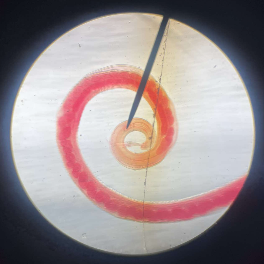 <p>whipworm; small nematode in which the esophagus is not muscular but consists of a long chain of cells forming a narrow tube; body is made up of 2 portions, a very slender anterior portion (esophagus), and a thick posterior portion containing the reproductive organs</p>