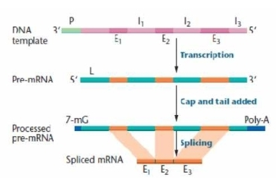 <p> heterogeneous nuclear RNA (hnRNA)- <strong>pre mRNA </strong></p><ul><li><p> mixed introns and exons with poly A</p></li><li><p> intron = intervening sequence</p></li><li><p> exon = coding sequence</p></li><li><p> poly A tail - stability? Added on to the end and we think it has to be with stability while removing introns</p></li></ul><p></p>
