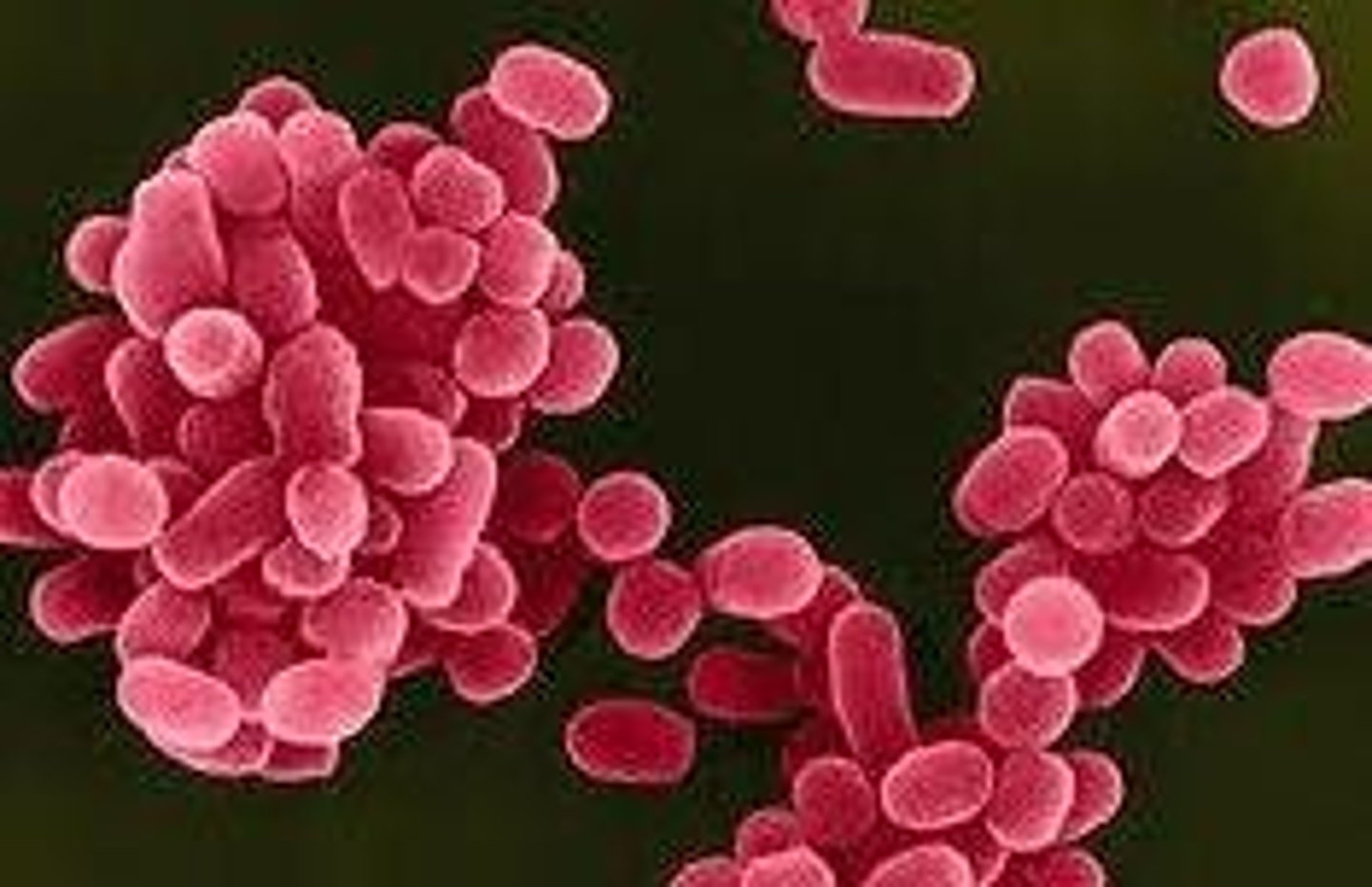 <p>Oval bacterium that is intermediate between the coccus and bacillus forms</p>