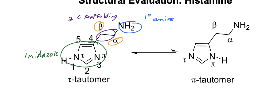 <p>1. Histamine consists of an imidazole heterocycle and an ethylamino side chain.</p><p class="p1">2. The methylene groups are designated as <span>a</span> and <span>B</span>.</p><p class="p1">3. Histamine is a basic molecule with pKa’s of 5.80 (imidazole), 9.40 (aliphatic primary amine).</p><p class="p1">5. At physiologic pH (7.4), histamine exists primarily in its protonated/ionized form (aliphatic primary amine is protonated/ionized). Protonation/ionization of this nitrogen atom is important for binding to various histamine receptors.</p><p class="p1">ion-dipolole/ionic</p>