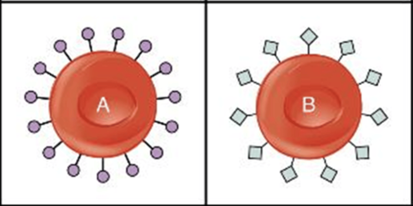 <p>A classification system based on the presence or absence of A and B antigens on the surface of red blood cells, determining blood compatibility for transfusions.</p>