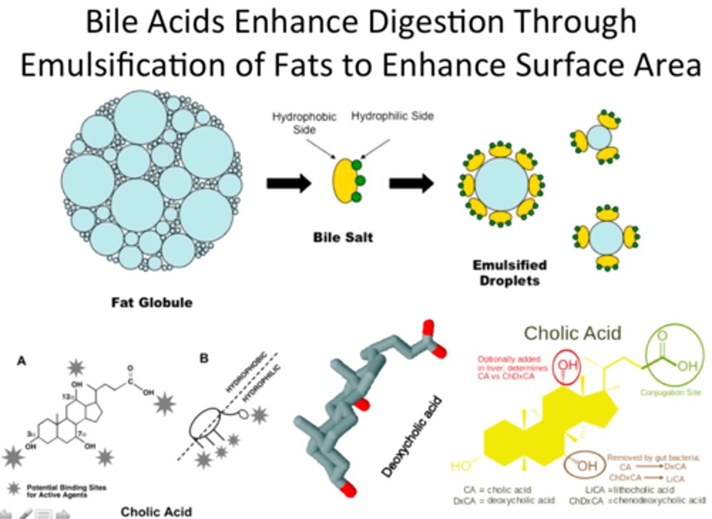 <p>Decrease the size of fat droplets to aid in digestion</p>