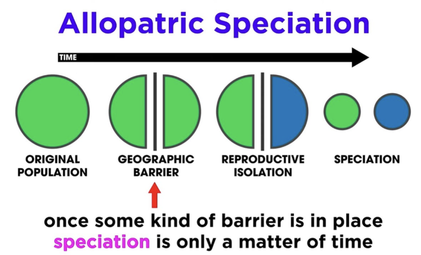 <p><strong>2 TYPES OF SPECIATION:</strong></p><p>occurs when a population is divided into <strong>geographically isolated subpopulations, </strong>interrupting gene flow;</p><p>happens due to <strong>physical barrier</strong>;</p><p><strong>can also occur without geological changes</strong>, like when individuals colonize a remote area</p>
