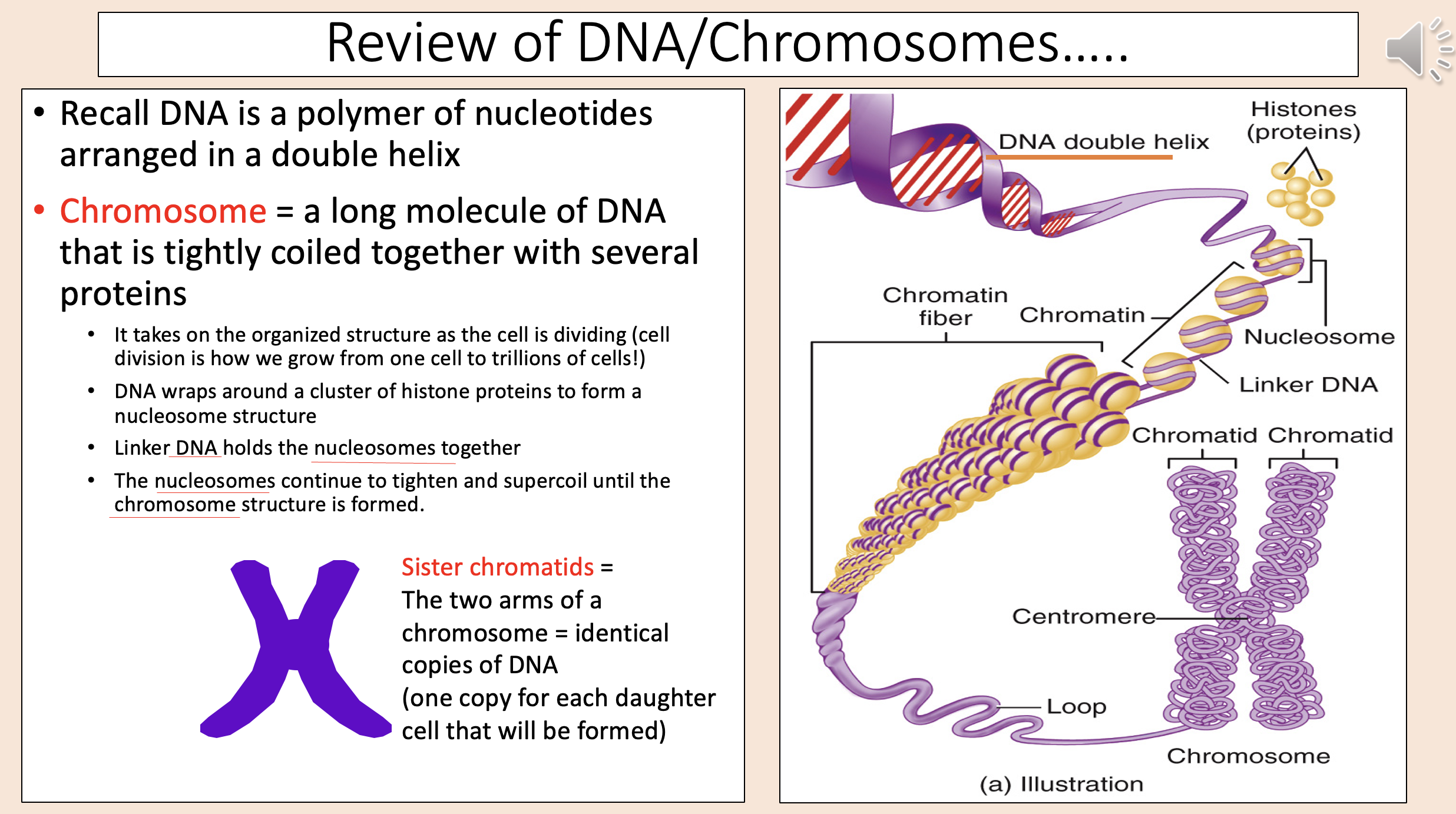<p><span style="color: rgb(255, 0, 0);">chromosome</span></p>