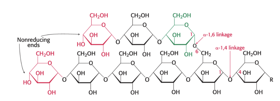 <p>glycogen is composed entirely of glucose units. </p><ul><li><p>Linear chains joined by <strong>alpha 1,4 glycoside bonds</strong>. branched chains are <strong>alpha 1,6 linkages. </strong></p></li><li><p>one reducing end per molecule</p></li><li><p>thousands of nonreducing ends </p></li></ul><p></p>