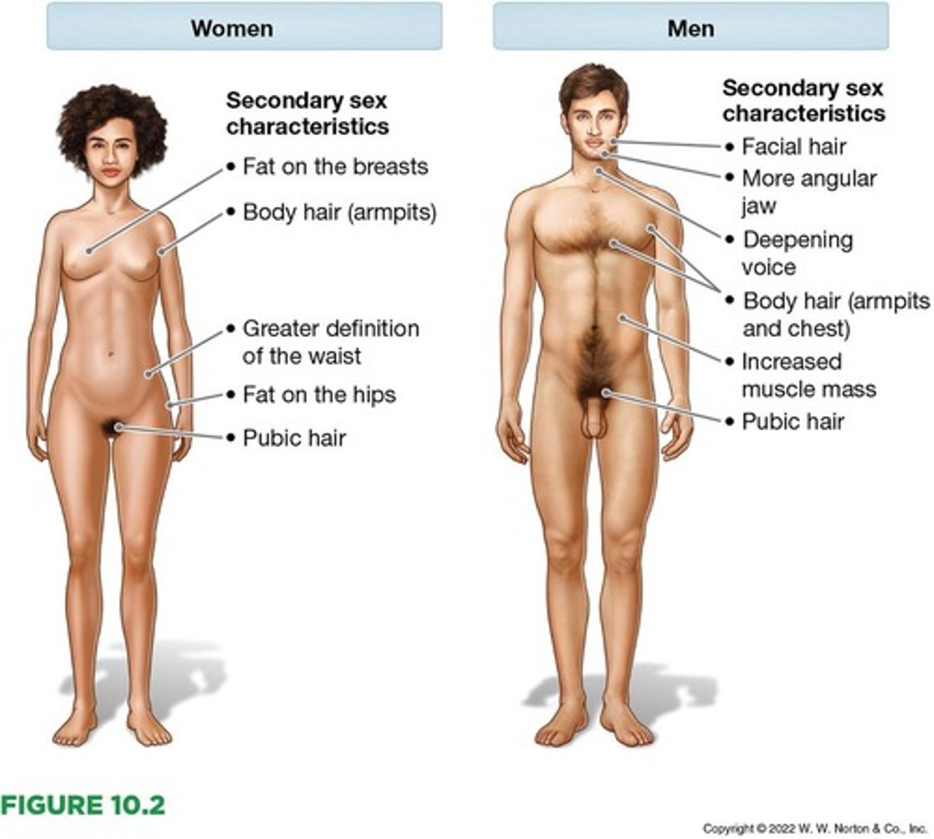 <p>Physical changes during puberty that are not directly related to reproduction but indicate the difference between the sexes.</p>