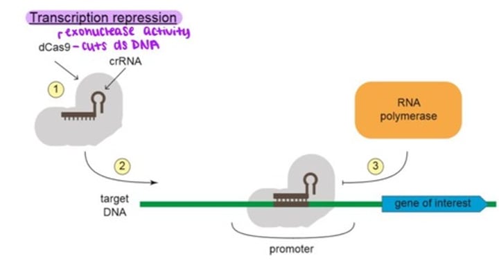 <p>1. A mutant version of Cas9 that cannot cut DNA (dCas9) is combined with a crRNA that matches the promoter region of the gene of interest.<br><br>2. The dCas9-crRNA complex is introduced into the cell where it binds the target DNA.<br><br>3. The dCas9-crRNA complex prevents RNA polymerase from building the promoter, which causes the gene to remain silent and no transcription occurs.</p>