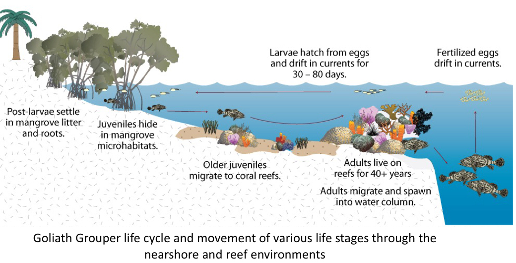 <p>Crucial in juvenile survival because mangroves serve as microhabitats that prevent predation </p>