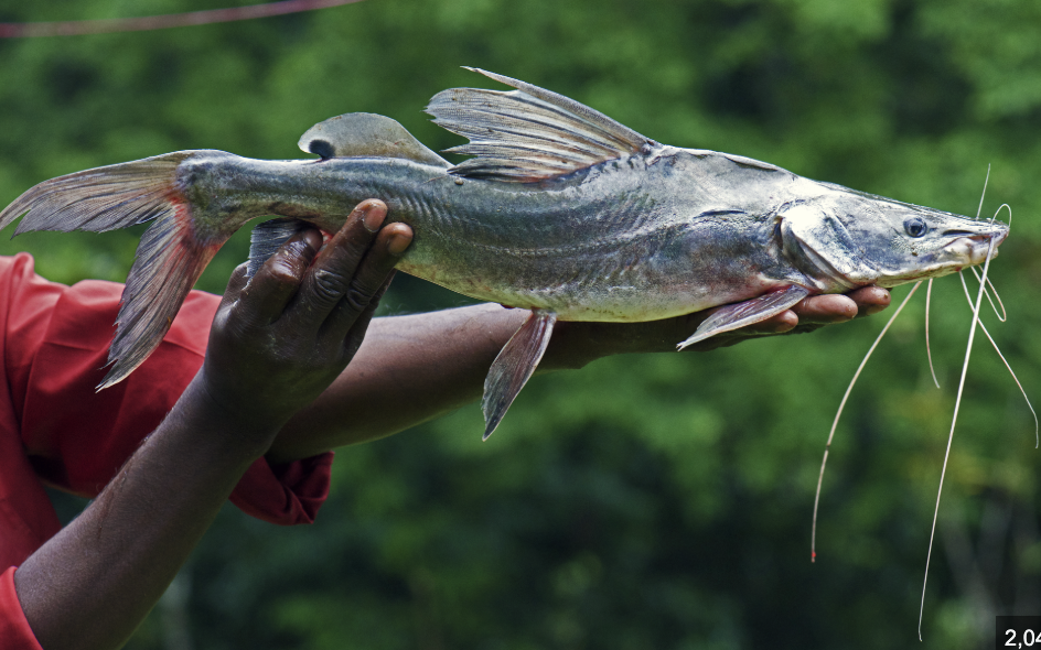 <p>Pimelodidae/long-whiskered catfish Subclass, Division, Subdivision, Superorder, Order, Family</p>